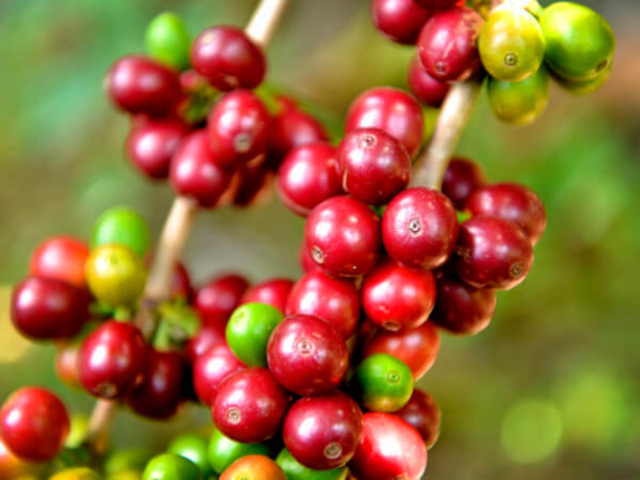 New！<br>グァテマラ ファンシーサンタロッサ　SHB