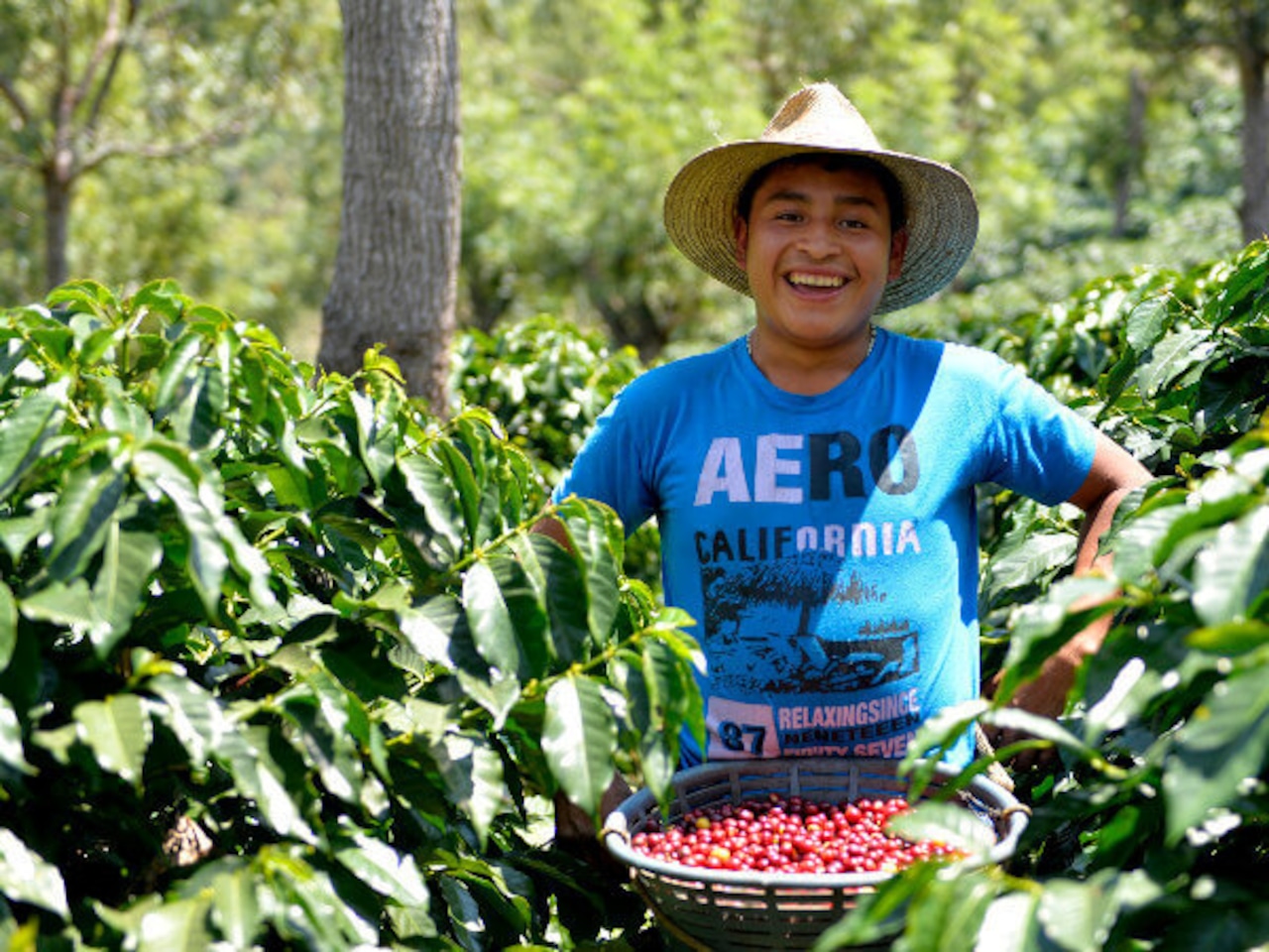 New！<br>グァテマラ ファンシーサンタロッサ　SHB